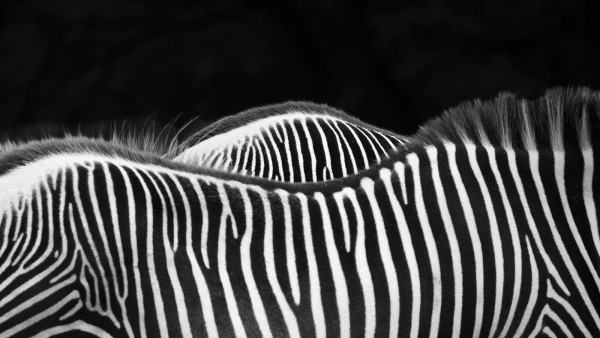 3e Contraste - C. DELAPORTE - Osny Images