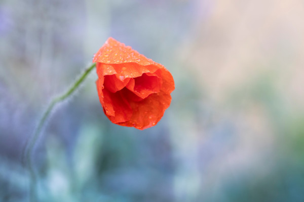 Galerie auteurs PC de BOUGIVAL